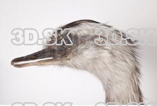 Emus head photo reference 0089